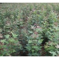 5-15公分五角楓供應(yīng)|叢生五角楓價(jià)格|山西五角楓小苗