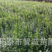 大量供應(yīng)水蠟小苗