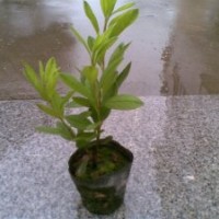 毛杜鵑哪里有杜鵑紅葉石楠