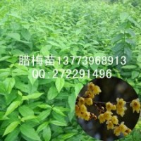 一年生臘梅苗最新報(bào)價(jià)全國(guó)包活