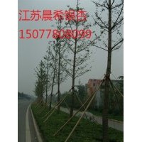 江蘇省邳州市晨希銀杏苗木基地,常年銷售銀杏小苗