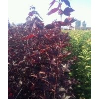 紅國(guó)王挪威槭