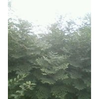 刺槐苗 花椒苗 紫穗槐 側(cè)柏