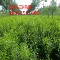 低價出售絲棉木，山杏苗，白榆苗