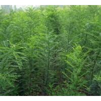 一年生國槐苗多少錢