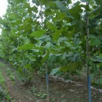 優(yōu)質(zhì)速生法桐苗木