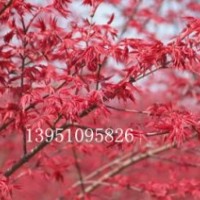 江蘇日本紅楓基地供應(yīng)嫁接紅楓苗
