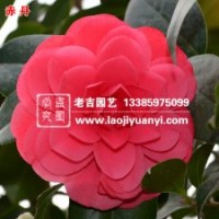 老吉園藝供應(yīng)優(yōu)質(zhì)赤丹茶花、海石榴、晚山茶等百余種茶花苗
