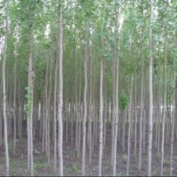 保定毛白楊價格是多少錢