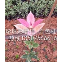 彩葉桂花