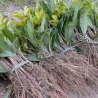 一年生扦插金桂花苗小苗