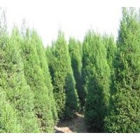 供應(yīng)蜀儈價格 1-1米5蜀儈 2-2米5蜀儈 3米蜀儈價格