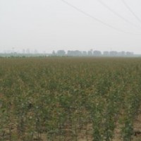 供應東紅海棠苗北美海棠苗