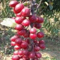 冬天不落果亞當(dāng)海棠苗價(jià)格，當(dāng)年亞當(dāng)海棠小苗批發(fā)，嫁接亞當(dāng)海棠