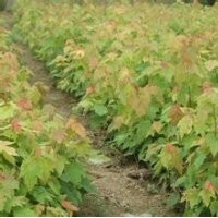 美國紅楓小苗，2-7cm價格電詢。