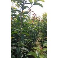 桂花，桂花苗，桂花小苗，湖北桂花