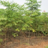 1-5公分欒樹(shù)— 裸跟或帶土球