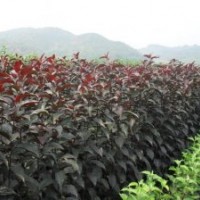 供應(yīng)新疆綠化苗