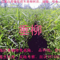 出售垂柳樹穗、樹苗