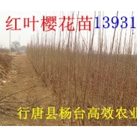 紅葉櫻花最新價(jià)格