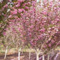 出售十公分及以上櫻花樹