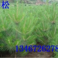 【核桃苗】薄殼核桃苗 鈣果苗 側(cè)柏 刺槐 白皮松 速生楊