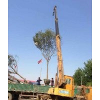 建苗圃種植什么苗木