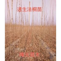 濟寧法桐苗 白蠟苗專供