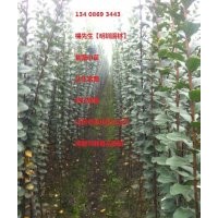 1.5m-3.5m高度紅花紫薇小苗1.5元株