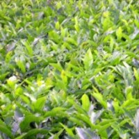 長期供應山楂苗大量 批發(fā)2——25公分山楂樹苗質優(yōu)價廉占地苗