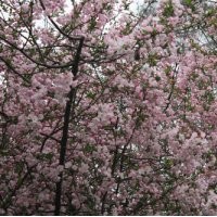 2直銷西府海棠小苗 風(fēng)景綠化海棠苗 長期供應(yīng)優(yōu)質(zhì)西府海棠樹苗