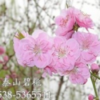 供應(yīng) 碧桃