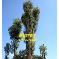 香樟 香樟樹(shù)3公分6公分8公分10公分價(jià)格表 湖南逸彩園林