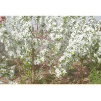 通過(guò)白蘭地海棠認(rèn)識(shí)根系的作用