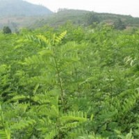 白皮松苗側(cè)柏苗油松苗、刺槐苗、新疆楊