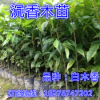 珍貴品種盆栽植物奇楠沉香樹苗沉香苗白木香花卉苗木【沉香木苗】