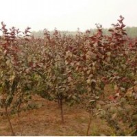 大量清園大葉黃楊 紅寶石海棠 低價供應(yīng)