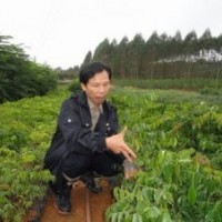 供應(yīng)格木苗