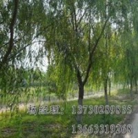 優(yōu)質(zhì)的垂柳