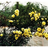 河北霸州供應金銀木 連翹 丁香 黃刺梅 棣棠 錦帶