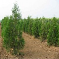 側(cè)柏苗、山東側(cè)柏基地、側(cè)柏樹苗