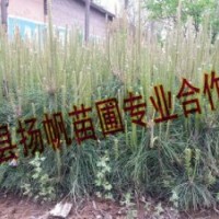 供應(yīng)30-50公分營養(yǎng)杯油松小苗，山西油松小苗，油松小苗價格
