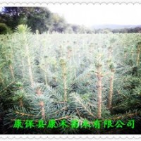 10-15公分 原床小苗 （青仟云杉） 二年生裸跟