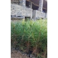 白皮松 山楂樹,核桃苗,紫葉矮櫻 側(cè)柏，蜀檜 山丁子,杜梨籽,國(guó)槐