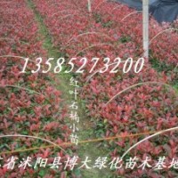 優(yōu)質(zhì)供應(yīng)：小苗：床苗：紅葉石楠小苗，冬青小苗、龍柏小苗、蜀檜
