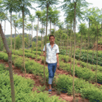 藍(lán)花楹2毛一株