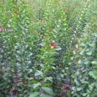 本苗圃有櫻花條子1-2公分30萬，紫薇條子0.6-1.5米50萬，1-3公分