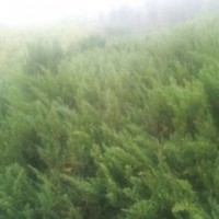 供應(yīng)樟子松 旱柳 饅頭柳 云杉 油松 山桃 山杏 新疆楊等