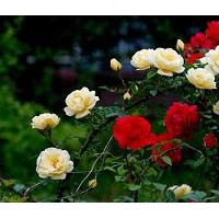 月季，薔薇，大花薔薇