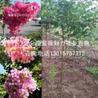 購買2公分紫薇樹苗到魅力花鄉(xiāng)種苗基地